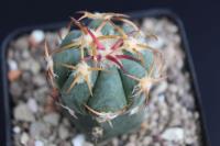Echinocactus horizonthalonius PD 102